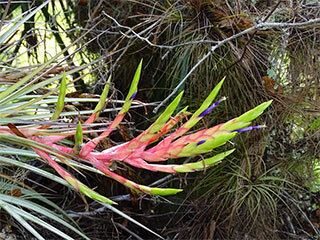 cardinal-air-plant-320