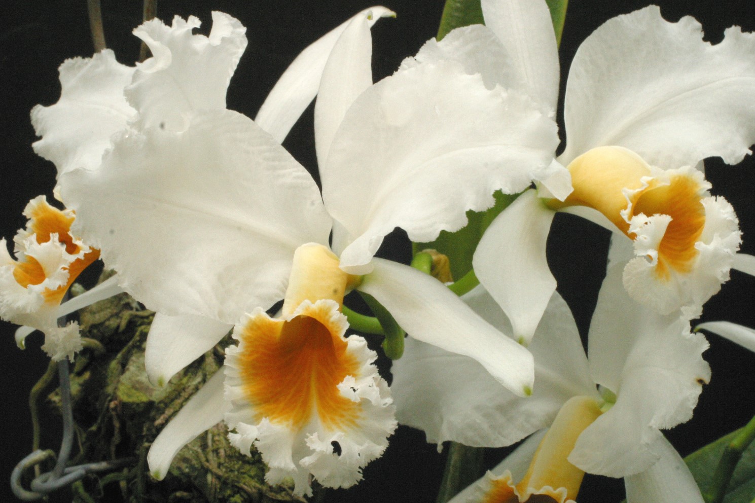 Cattleya percivaliana 