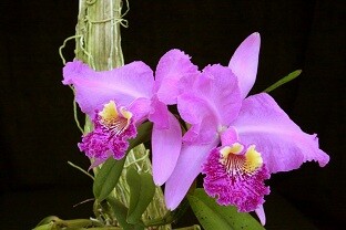 Cattleya_luddenmanniana_sm