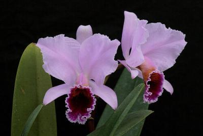 cattleya_percivaliana