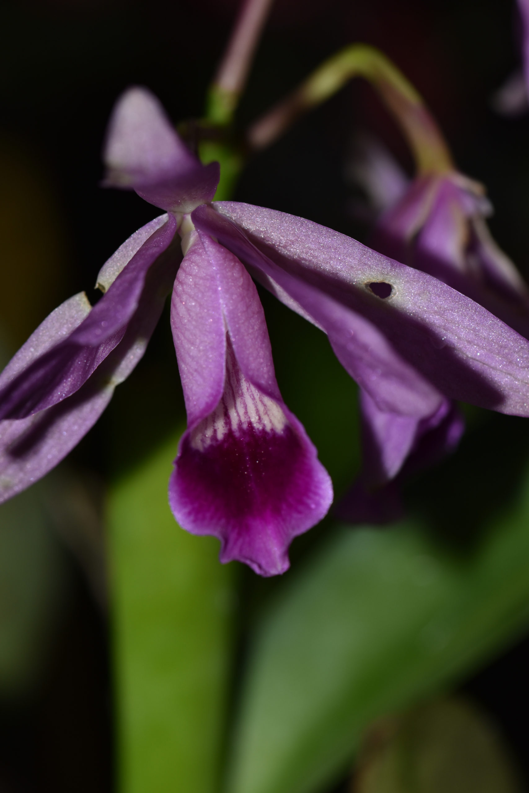 Guarianthe bowringiana