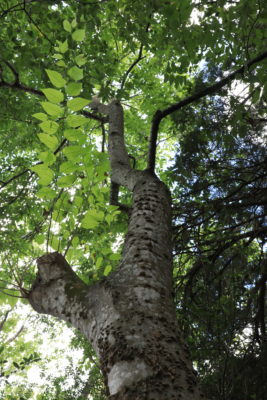 hackberry tree