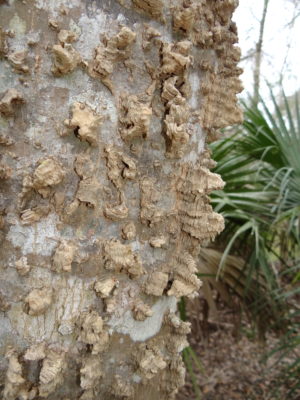 trunk of a sugar berry tree