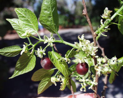 Mature Fruit of a sugarberry tree