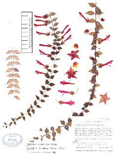 Columnea-dodsonii-holotype-sm