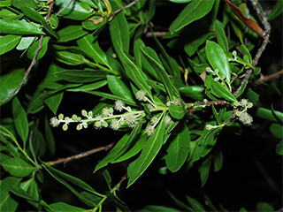 comb-conocarpus-erectus-320