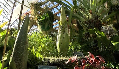 Rotting Corpse Plant Blooming