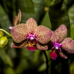 Bright Pink Orchids