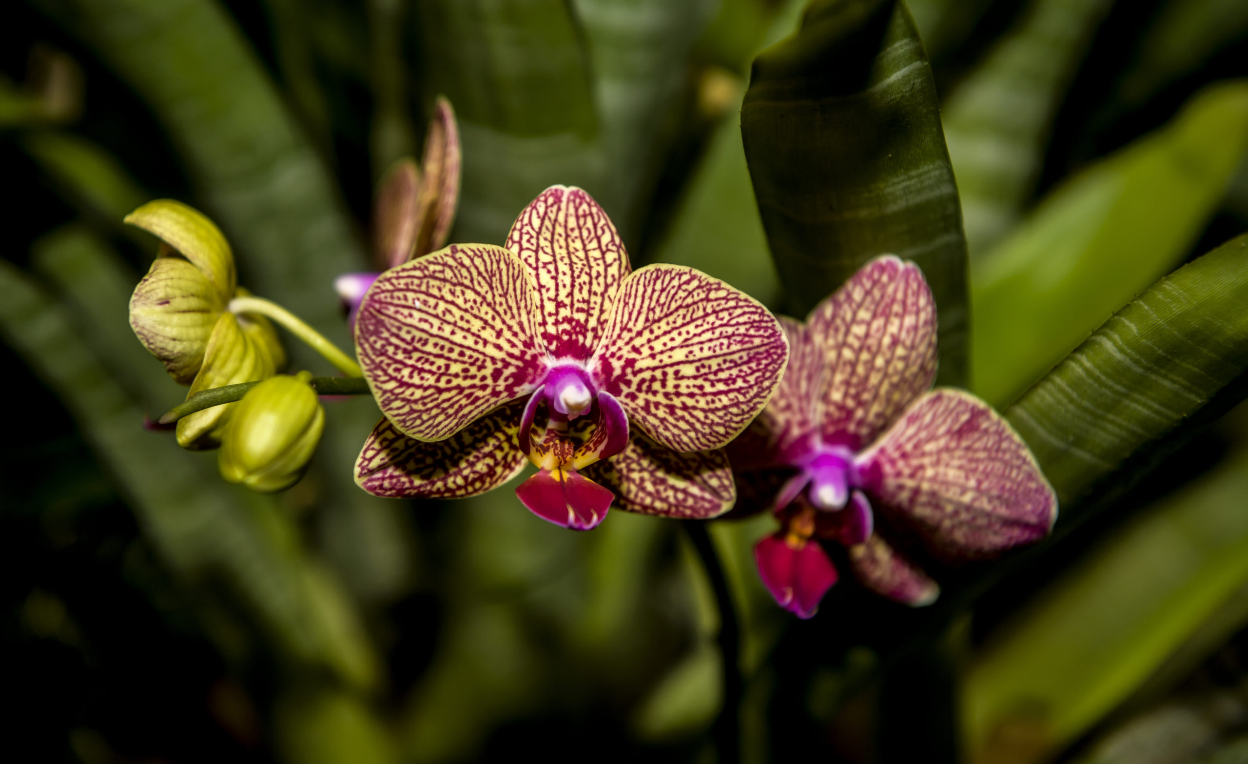 Bright Pink Orchids