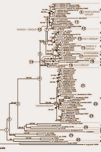 Cyrtandra-Phylogeny-full-1