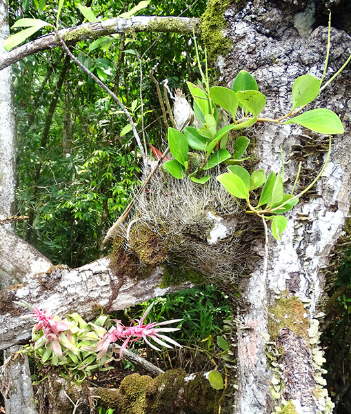 Epiphytes of Belize