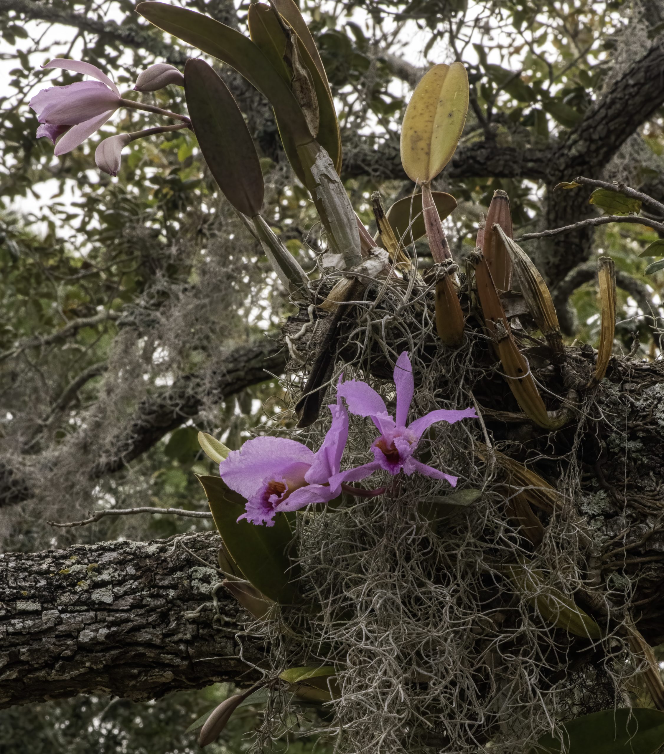 Cattleya percivaliana