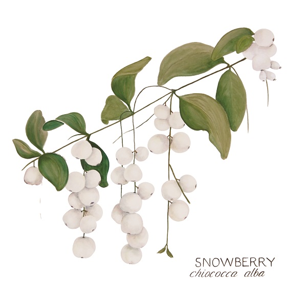 snowberry