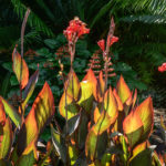 Plants on great lawn