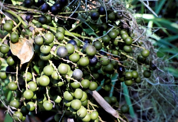 dwarf palmettto blue berries