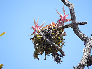 Epiphytic Plants of Belize