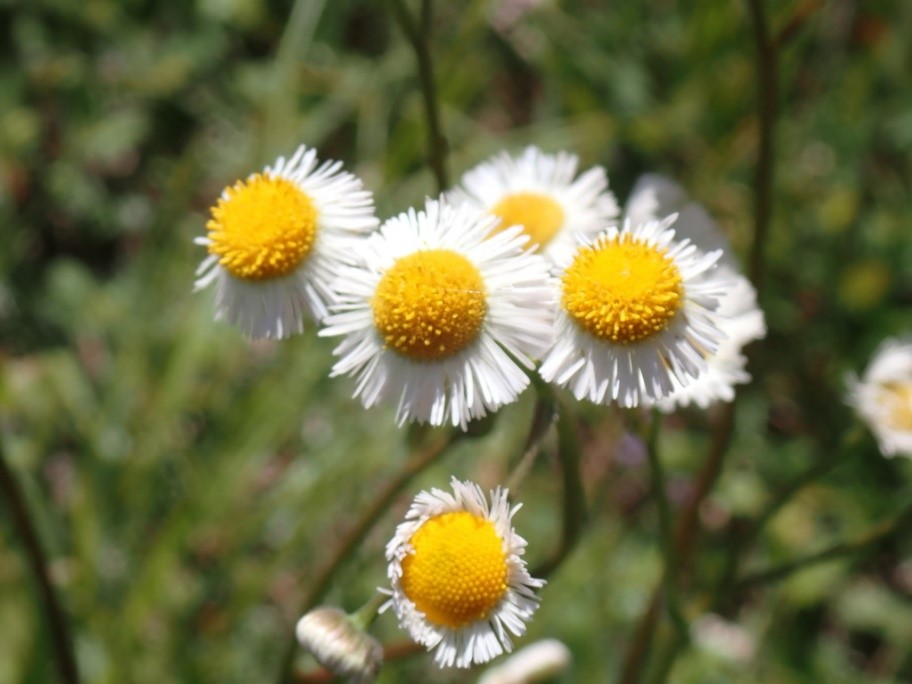 Photo of Erigeron quercifolius