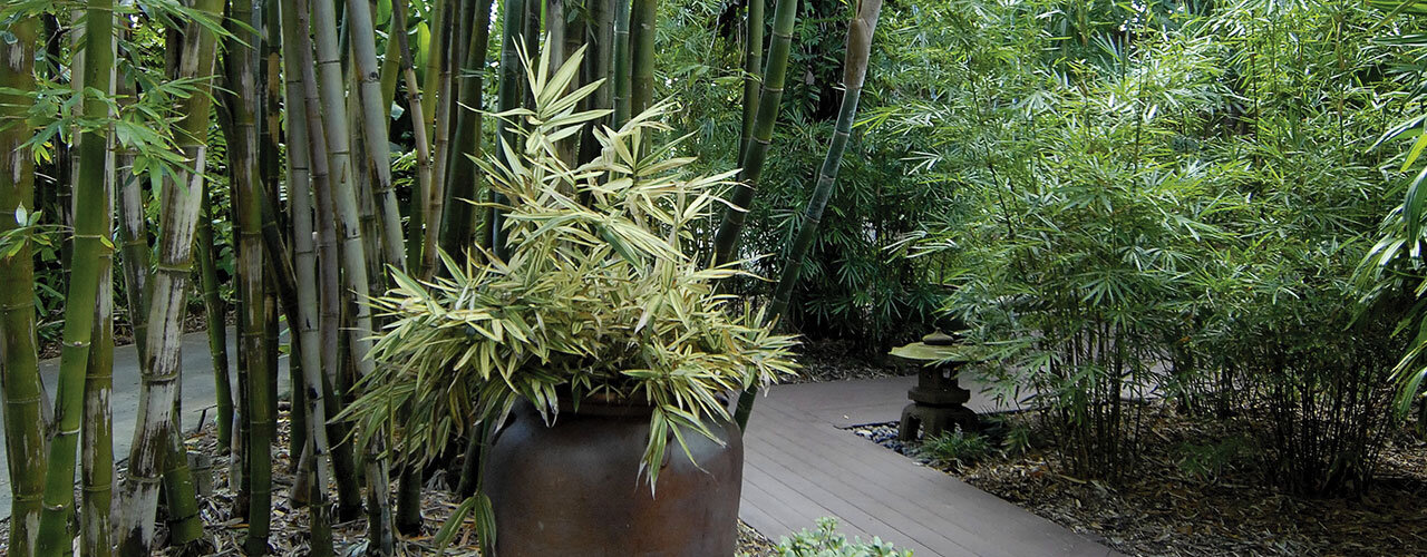 Bamboo Garden