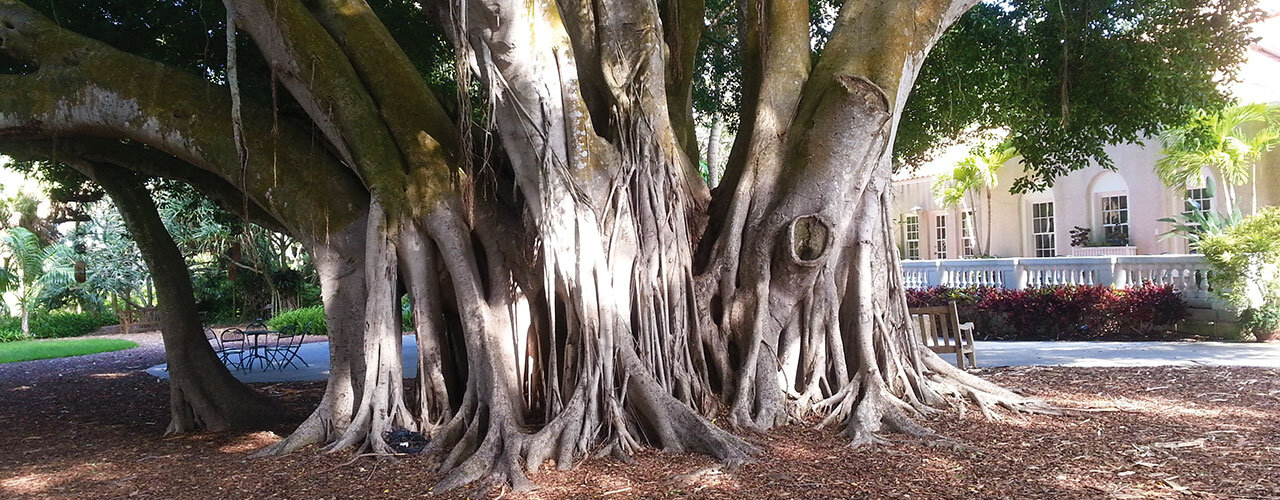 Banyan Grove