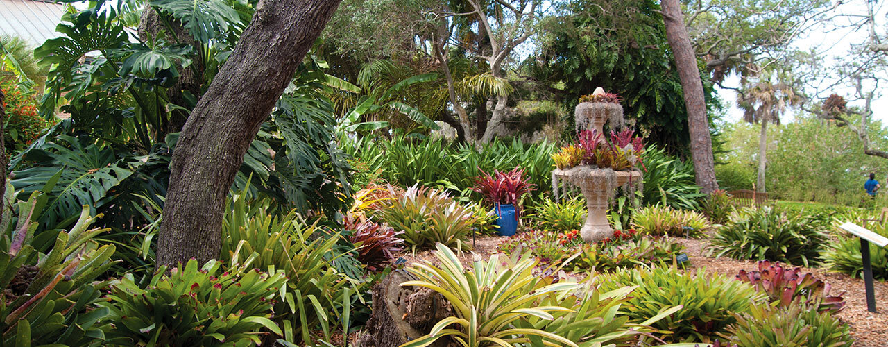 Bromeliad Garden