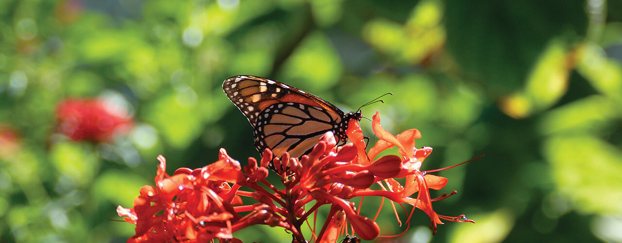 Butterfly Garden