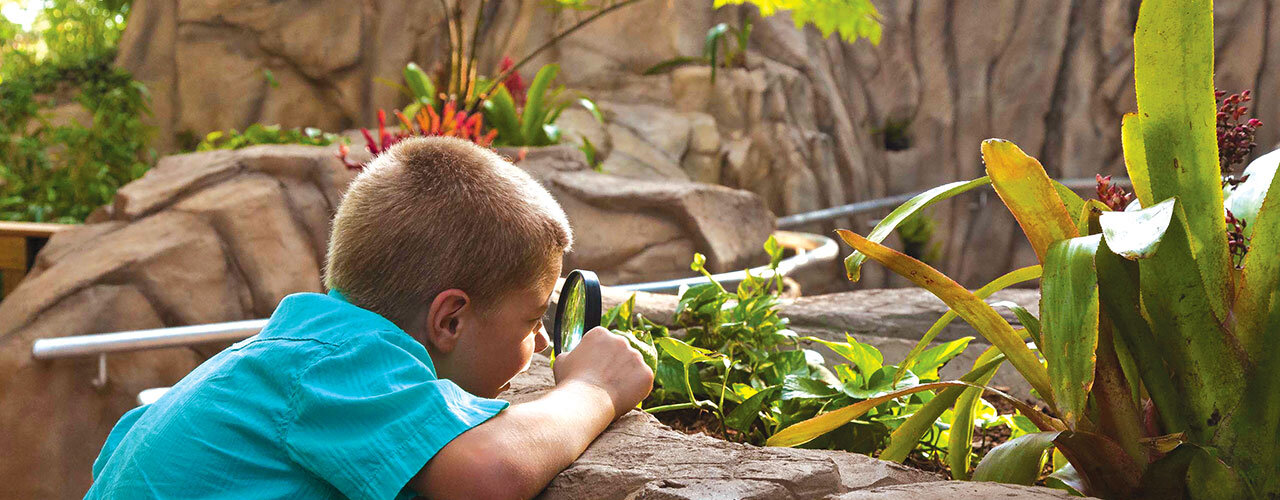 The Ann Goldstein Children’s Rainforest Garden