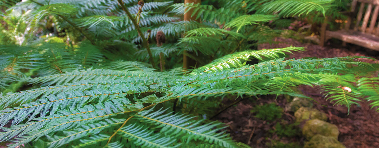 Fern Garden