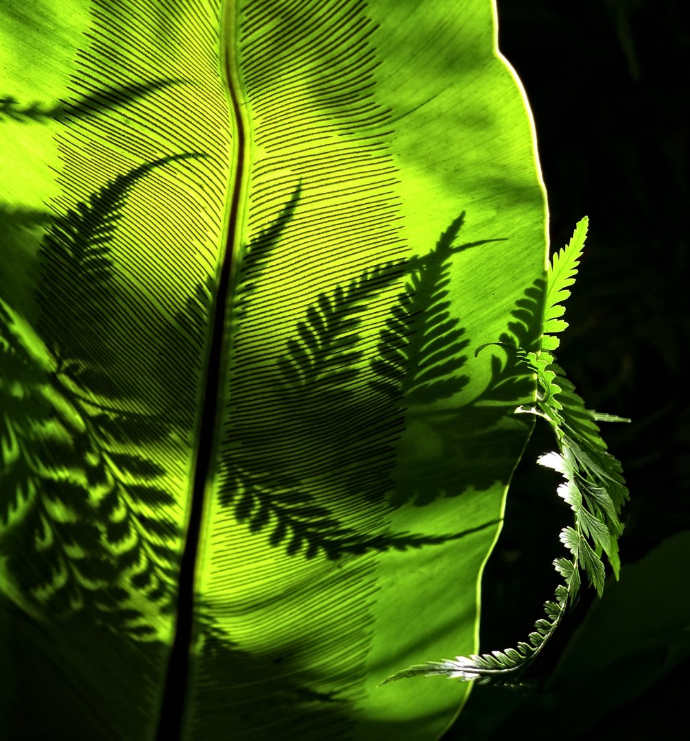 Plant Life at Selby Gardens