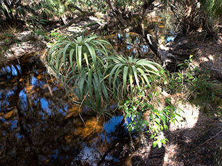 Giant Air Plant or Giant Wild Pine (pineapple family) – April