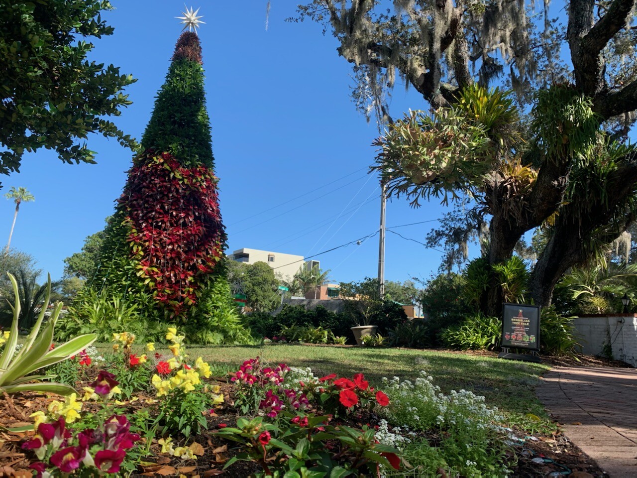 Bromeliad Tree Sale