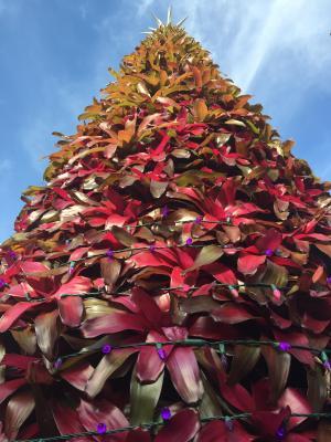 Bromeliad Tree