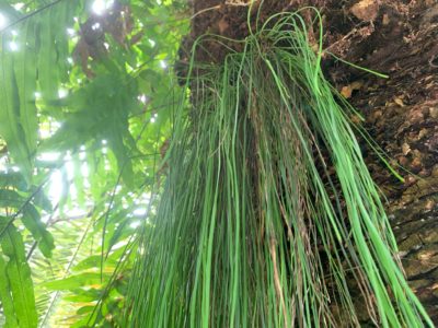 Fern growing on a palm tree