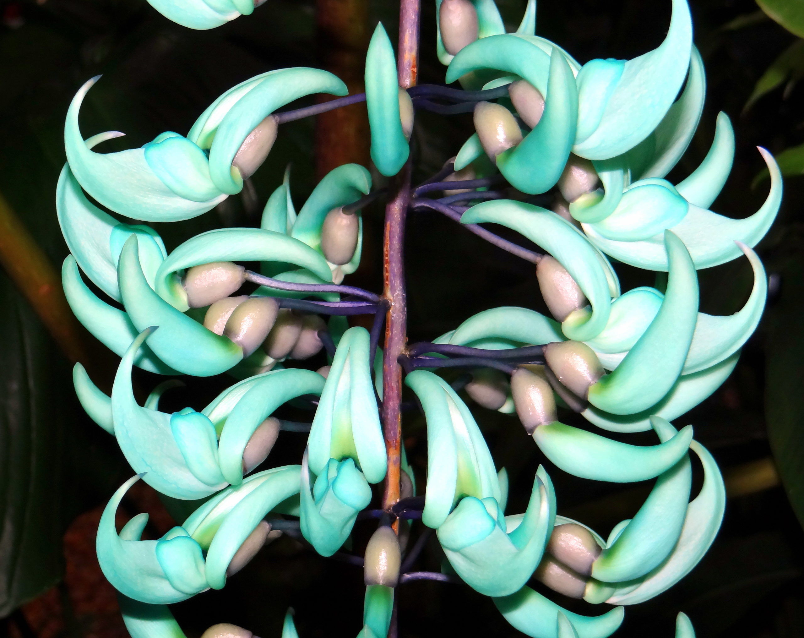 Selby Gardens’ Jade Vine is Pregnant!