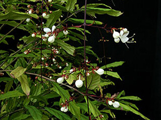 Clerodendrum schmidtii (Verbenaceae) – January