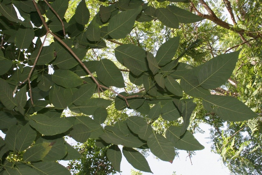 Leaves