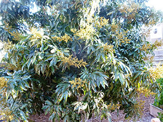 Litchi chinensis (Sapindaceae) – February