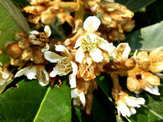 Loquat, Japanese Plum (Rose Family) – December