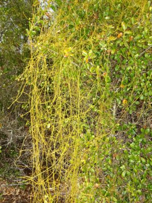 Love Vine in a Tree