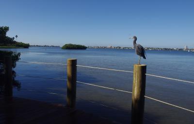 Mangrove View (7)