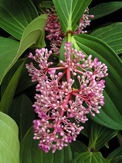 mela-medinilla-cummingii-2-week-of-nov-26-240