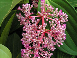 Medinilla cummingii (Melastomataceae) – December