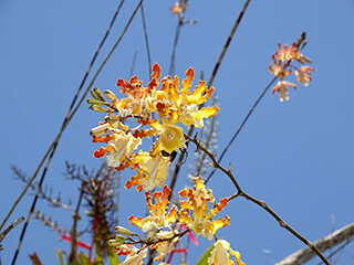 Myrmecophila Orchid