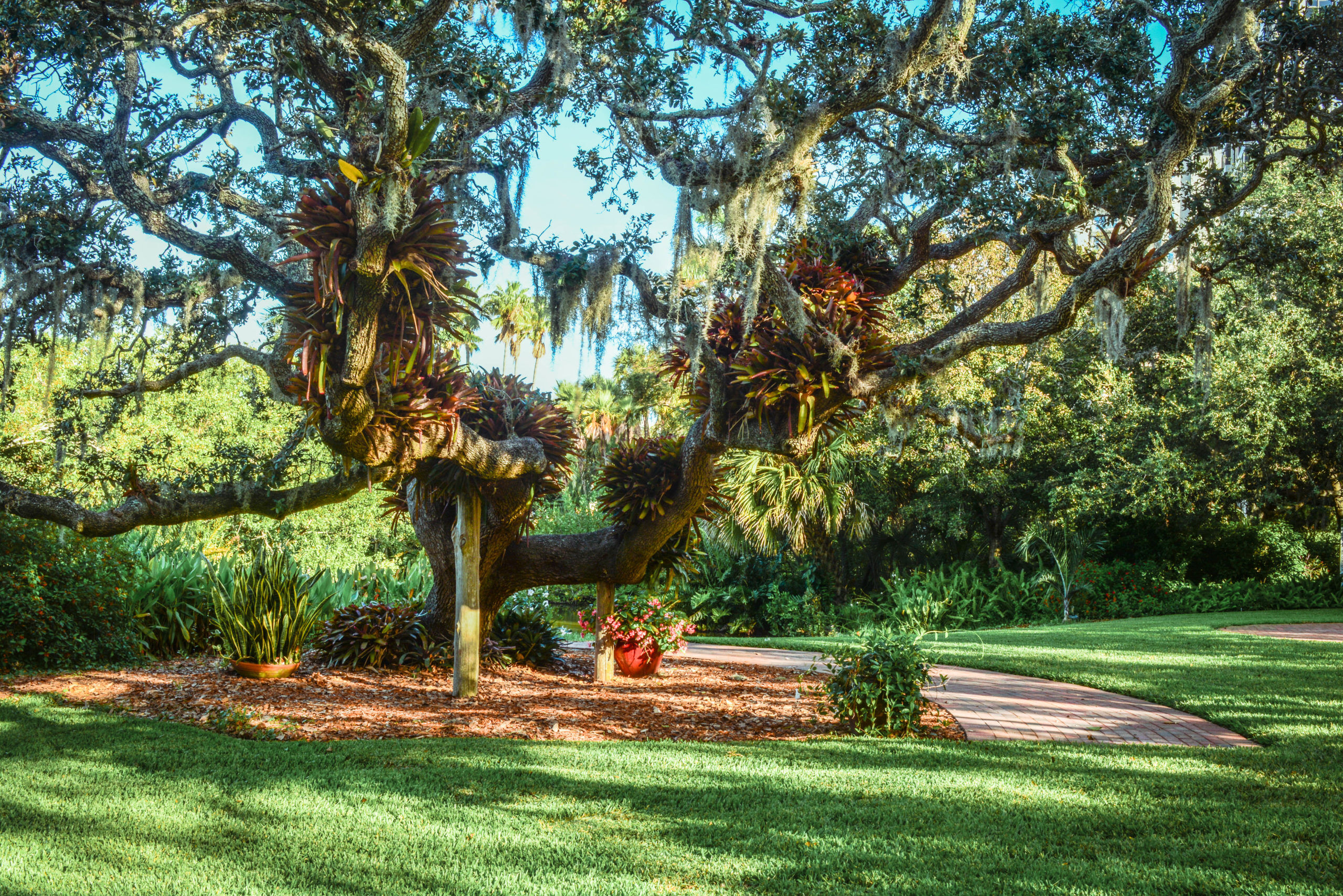 Oak Tree with Bromeliads