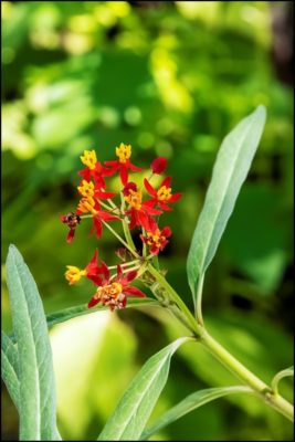 Tropical Milkweed plant