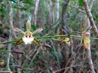 Orchid at Leon Levy Nature Preserve, Bahamas