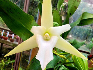 orchid-Angraecum-sesquipedale-comet-orchid-320