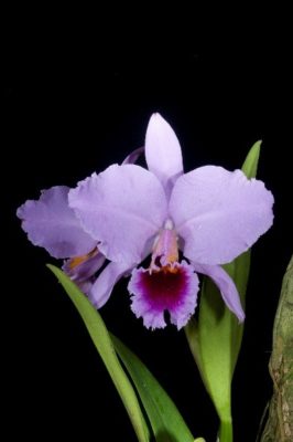 Cattleya labiata 