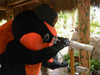 The Oriole Bird Visits Selby Gardens