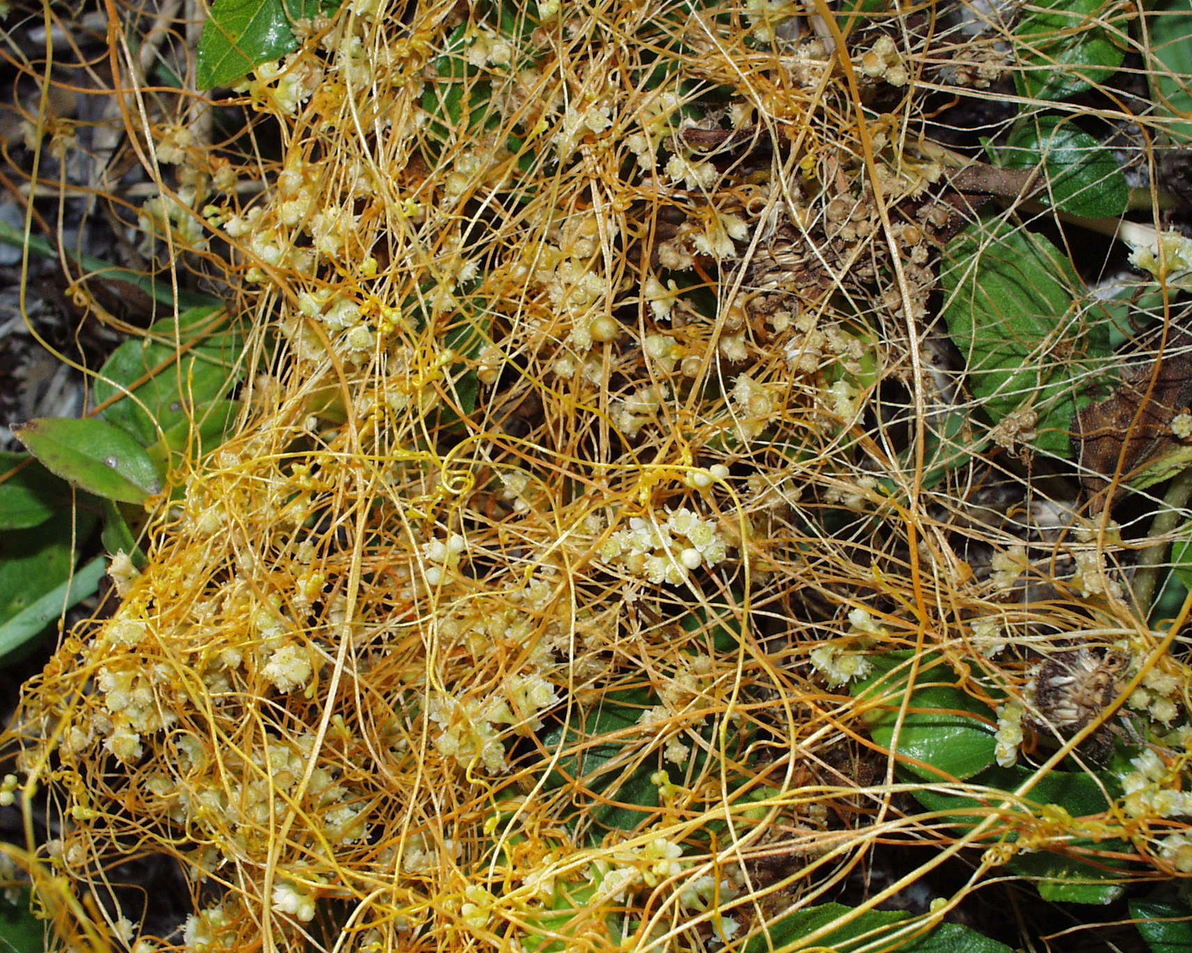 Cuscuta species by Bruce Holst