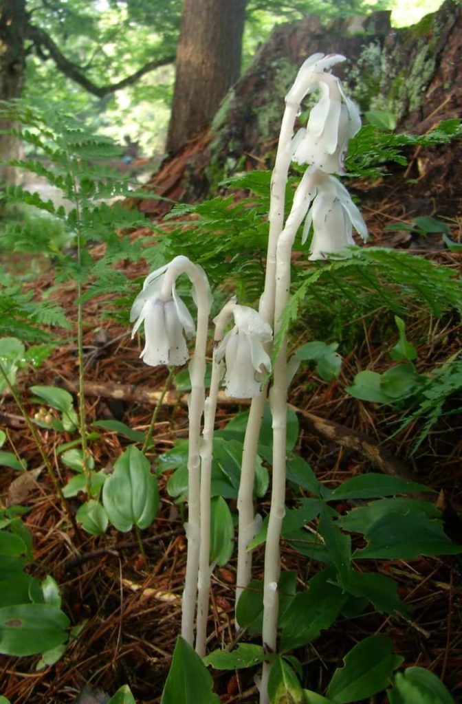 Cassytha filiformis by Elizabeth Gandy